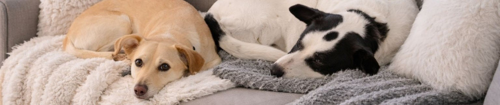 Sophéa N. (Royal Pet Care)