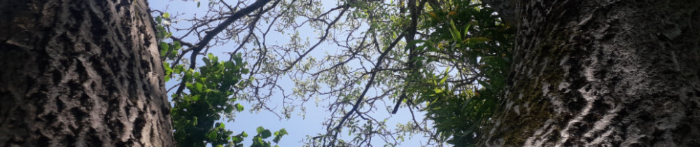 Elagage Et Abattage, Arbre Dangereux E...