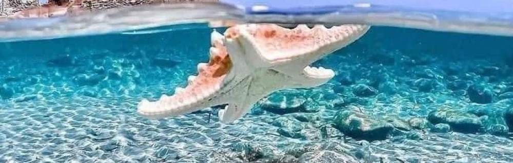 Elodie A. (Active instan)