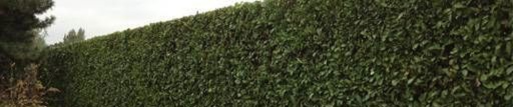 François B. (Beau François)