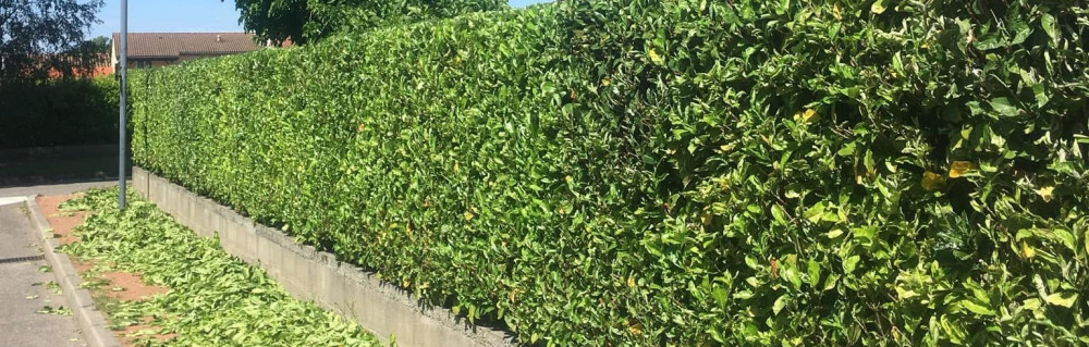 St Creation Paysage S.