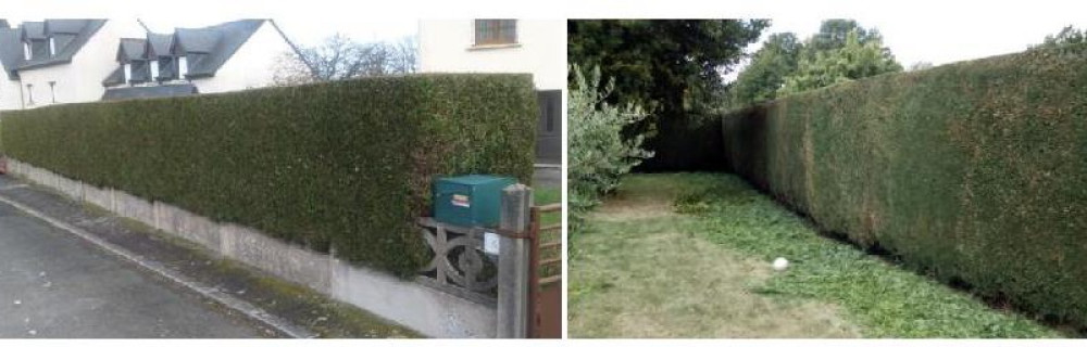 Bosques Rmos M.