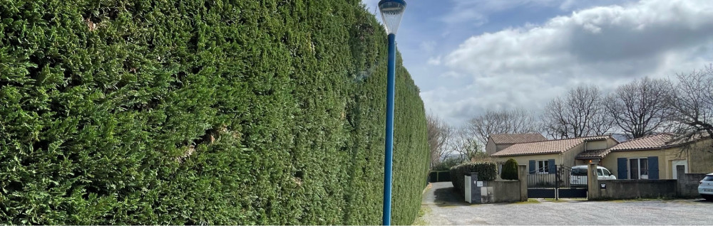 Thomas B. (Thomas Boned)