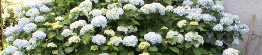 Adrien R. (ARV SERVICES 90)