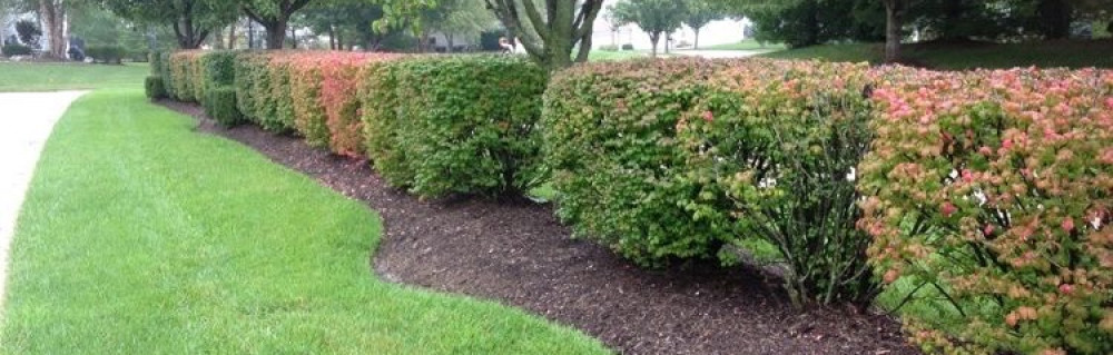 Hiltone F. (Hilton service)