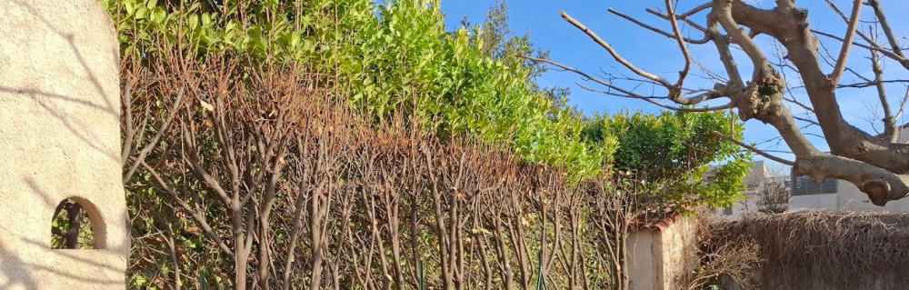 Dylan R. (sos elagage)