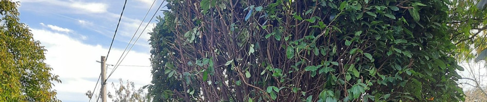 Dimitri T. (Tartarin)