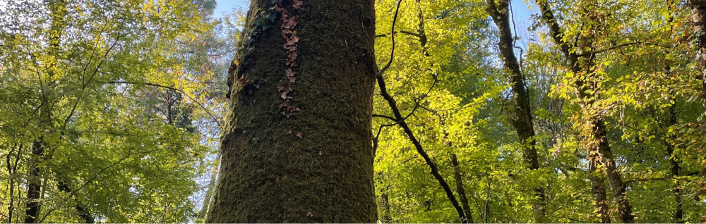 Franck I. (Atouts Parcs & Jardin)