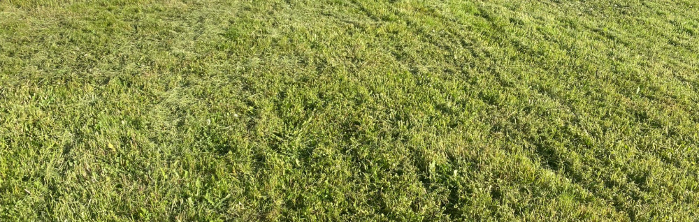 Iwan N. (I&Djardinage)