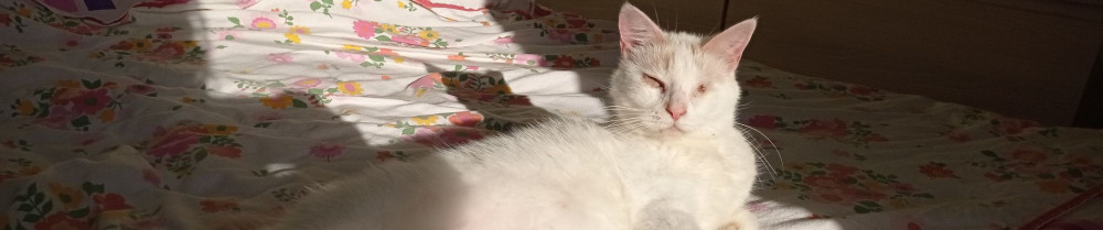 Léonie B. (LA MAIN A LA PATTE)