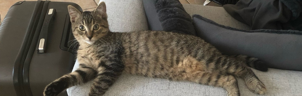 Helene S. (Pet sitter)