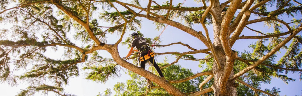 David S. (Entreprise Elagage Express)