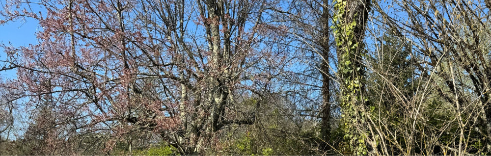 Thomas D. (TOM'ATOUVERT)