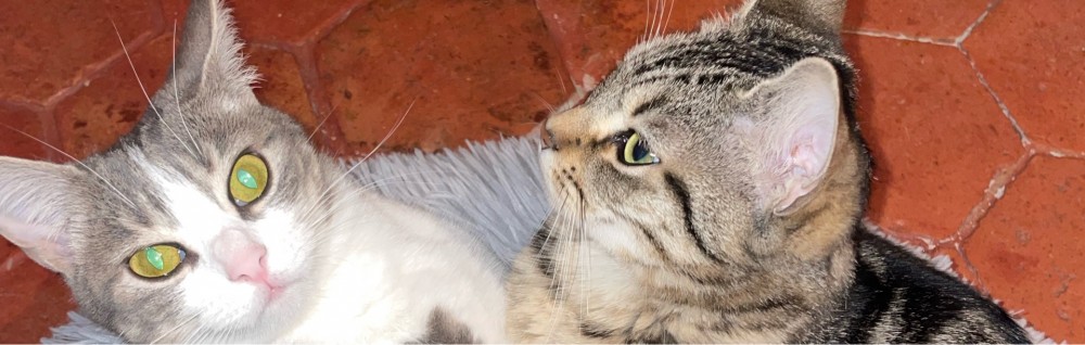 Salome M.