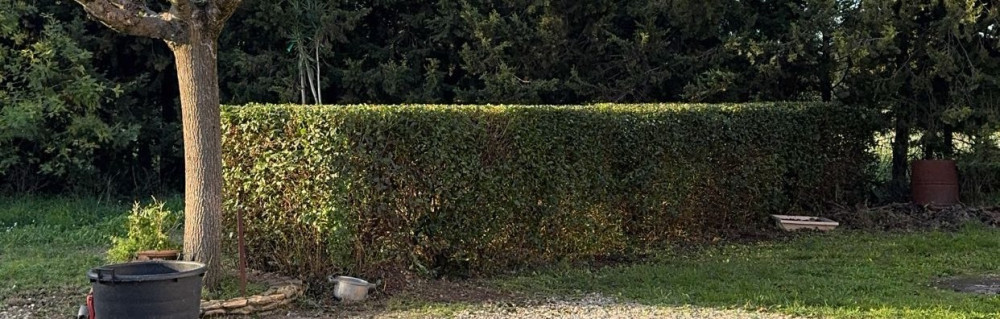 Wyatt F. (sève et service)