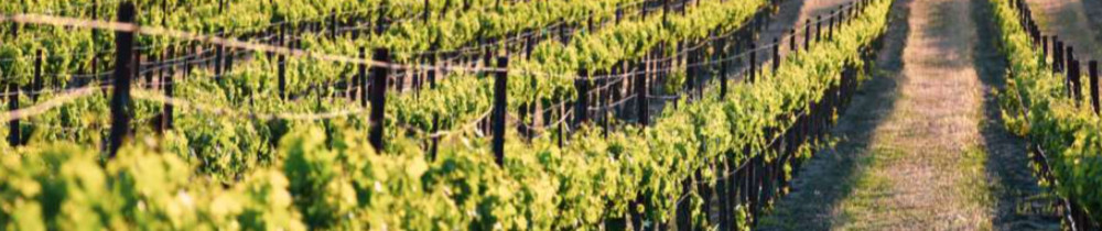 Brixhilda N. (NOVALLI BRIXHILDA)