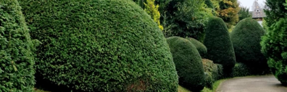 Philippe M. (philippe paysages)