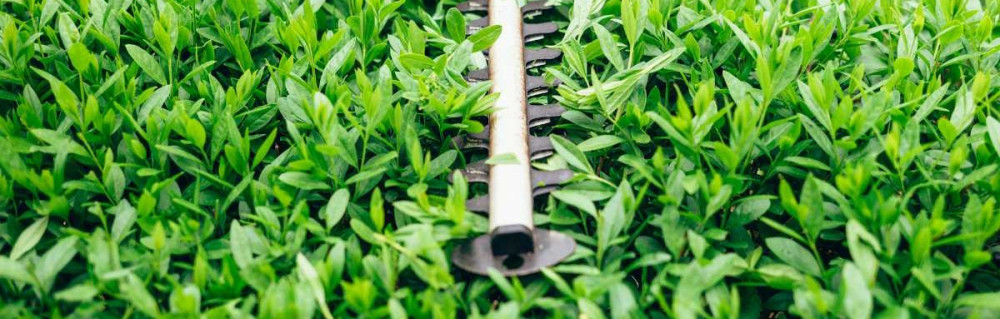 Florian L. (Finist’Terre Et jardins)