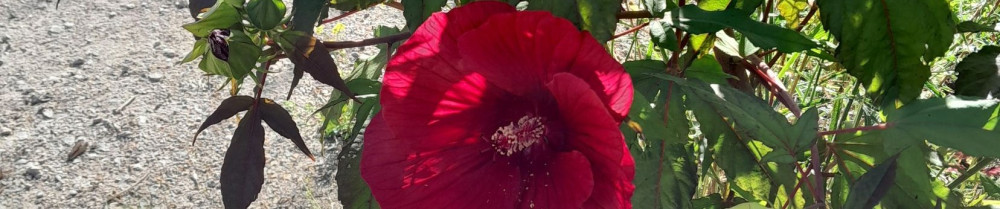 br garden paysagiste