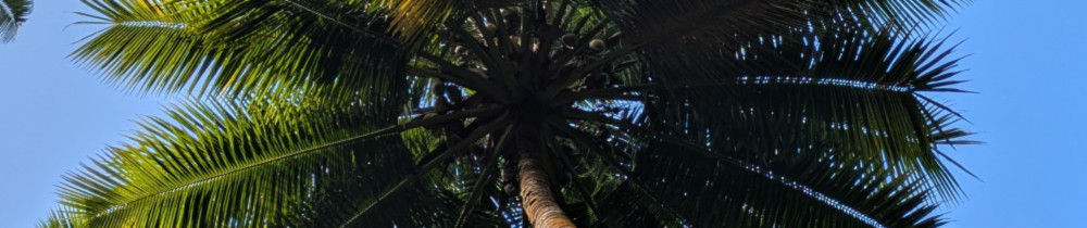 TAUMA Grimpeur d'arbre