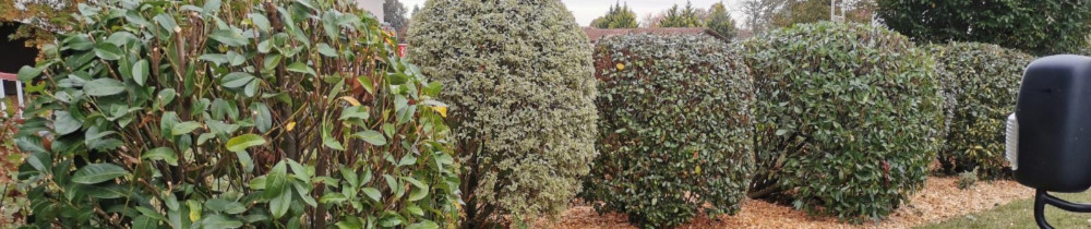 Clara D. (DL GARDEN DESIGN)