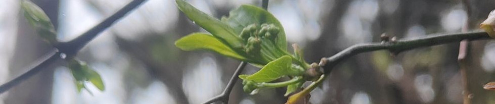 Alexis G. (Les jardins vivants)