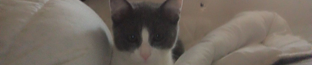 Pierre D. (Cheese NaaN)