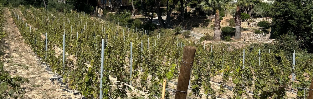 Hugo F. (Provence Côte d’Azur Viticole...