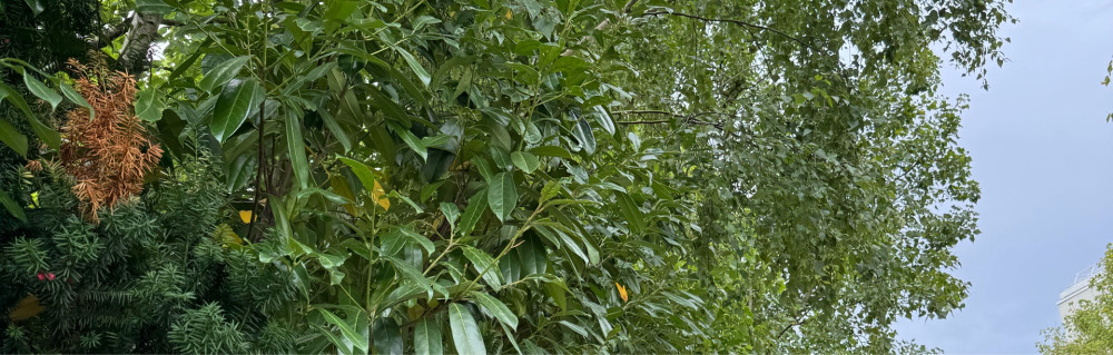 Joseph D. (MR DEBARRE)