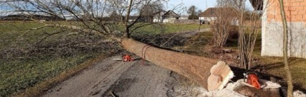 David A. (AD Services)