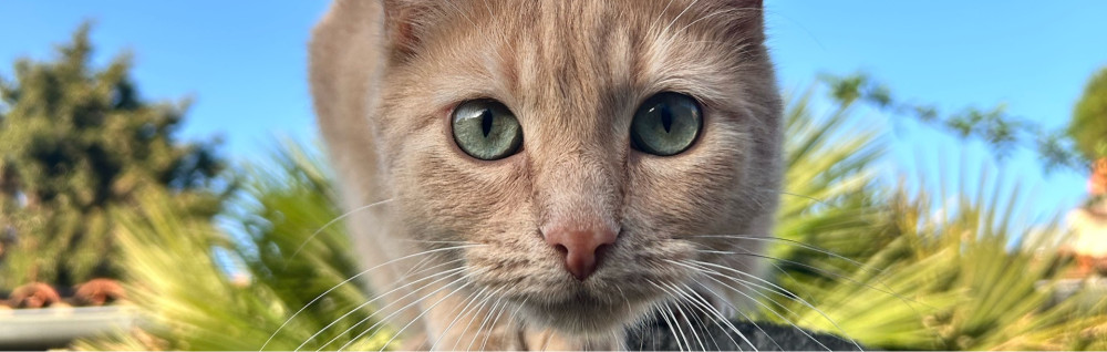 Mathieu K. (Mathieu KILIC)