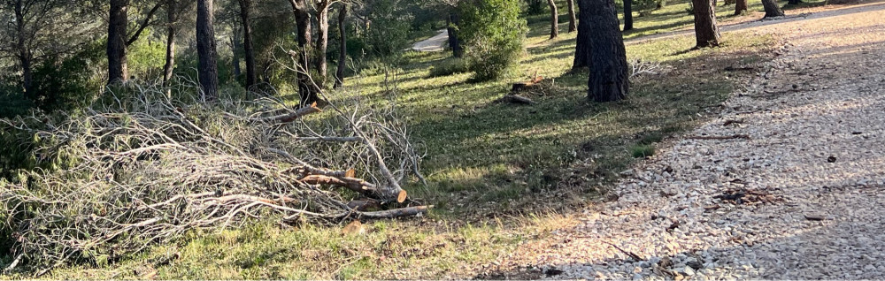 Sasu B. (Belkacem Service Jardinage)