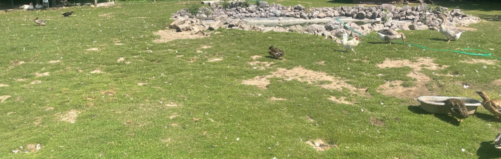 anghel maria. roubaix