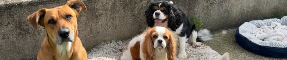 Charlyne C. (Cabot'Lodge)