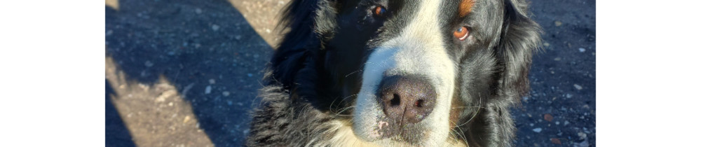 Solène C. (Solène Colin)