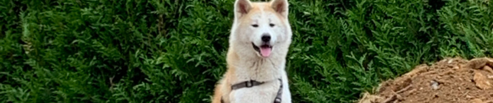 Gregory D. (An.rénovation)