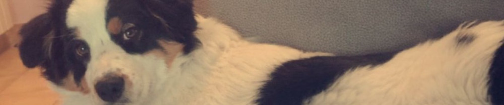 Dylan P. (Dylan Multiservices)