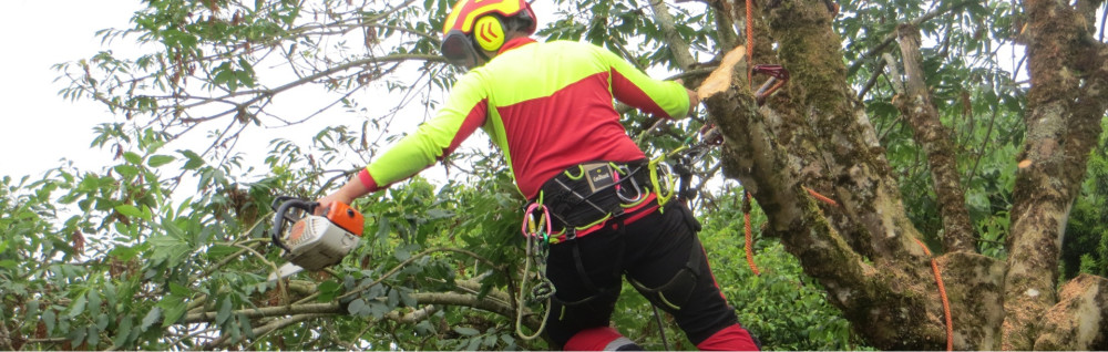 Carl K. (Carl élagage)