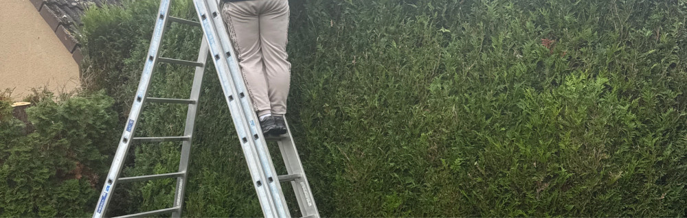 David S. (David, espaces vert)