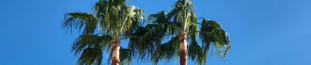 Willy M. (Green Service)