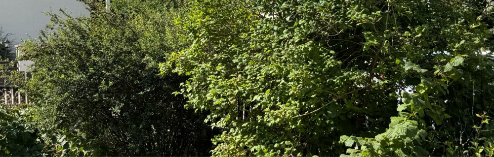 Nicolas H. (NH SERVICES)