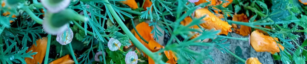 A L. (A. L. Arbor'essences)