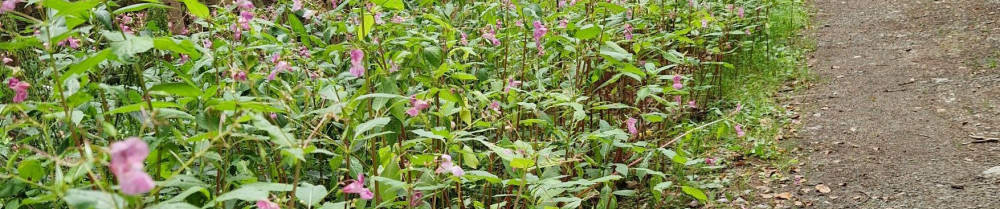 Noomer A. (L.A.S PEINTURES)