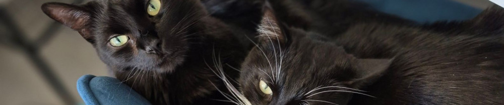 Aurore M. (Da vici dog)