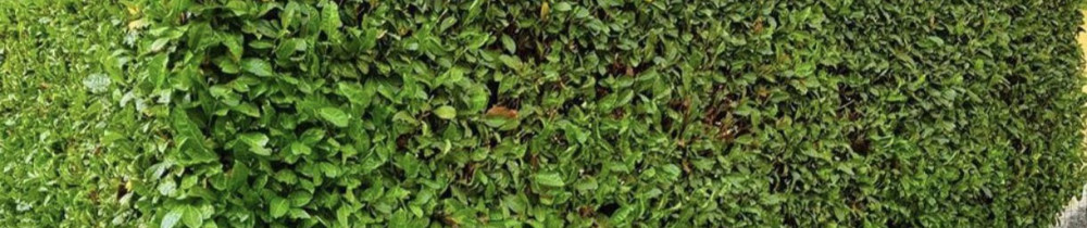 Ritchie N. (nr pro jardin)