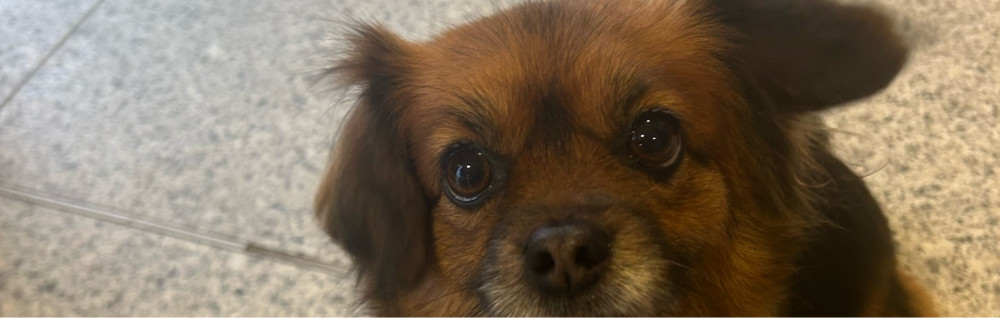 Carolanne D. (Naya-et-compagnie)