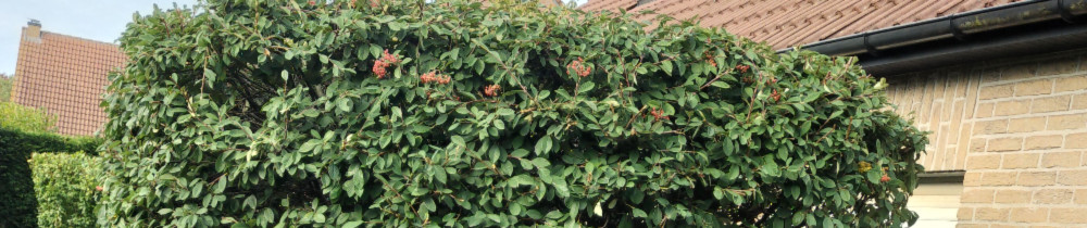 Lionel D. (Dufour Multiservices)