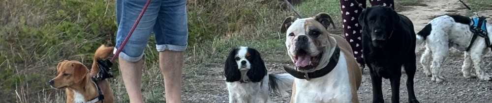 Dog Toutou S.