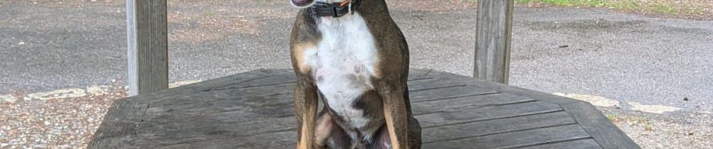 Hy