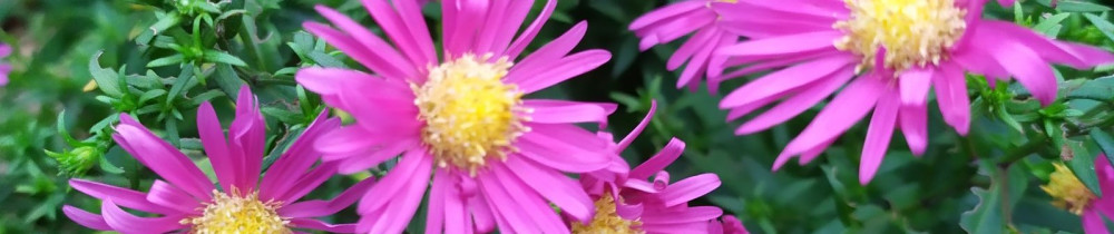 Plus Beau Le Jardin V.